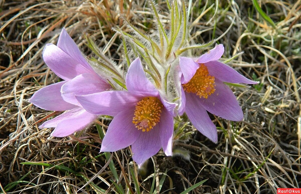 Цветы борзя. Аргунь приаргунск. Читинский забайкальский край природа. Даурские степи забайкальский край. Борзя цветочные магазины.