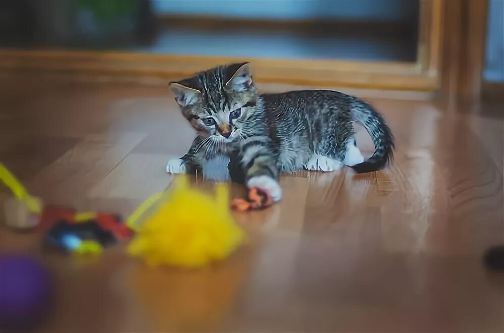 Котята играют на полу. Котенок на ламинате. Кот играется на полу.