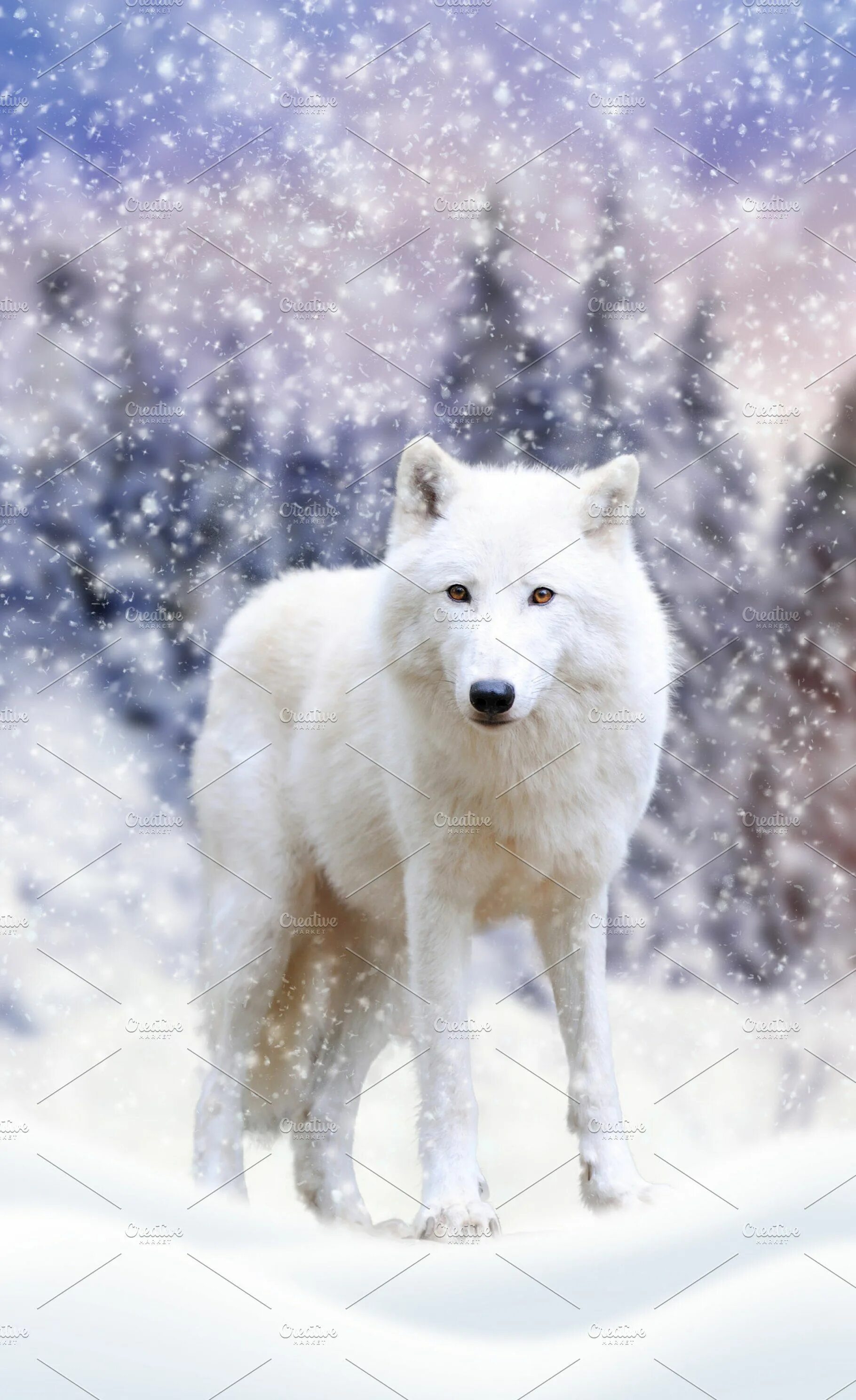 Волк зиму переживет но холод не забудет. Полярный волк. arctic wolf (арктический волк). волк зимой. арктический волк зимой.