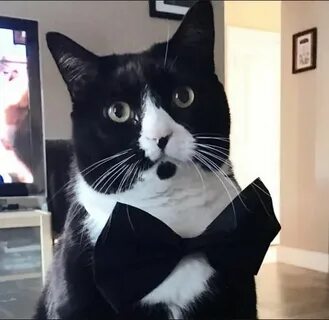Солидный кот