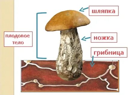 Грибы егэ