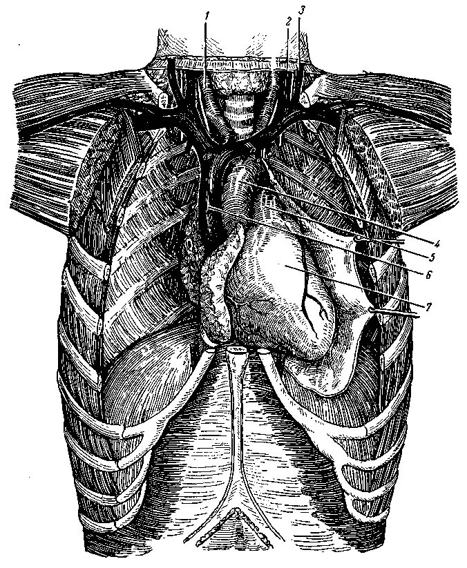 Топография органов грудной клетки. Грудная полость топографическая анатомия. Топографическая анатомия органов грудной полости. Топографическая анатомия грудной клетки.