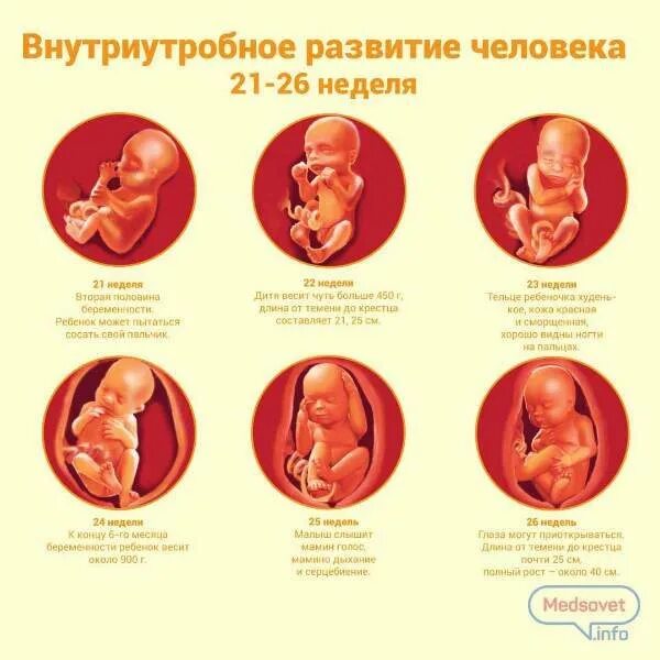 Беременность 20 недель развитие плода и ощущения. Положение ребенка на 22 неделе беременности. плод на 22 неделе беременности в животе. расположение плода на 22 неделе беременности. положение плода на 22 неделе беременности.
