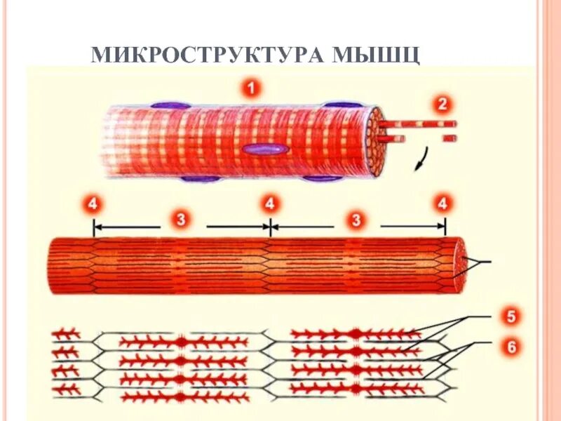Каким номером на рисунке обозначена миофибрилла. Структура миофибриллы саркомер. Миофибриллы скелетной мышечной ткани. Схема строения поперечно-полосатого мышечного волокна. Схема саркомера миофибриллы мышечного волокна.