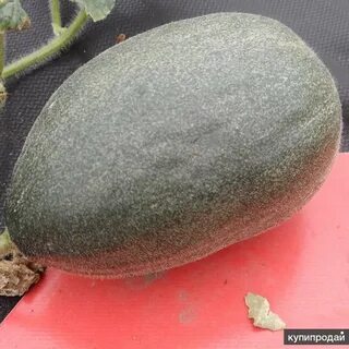 Сорта дынь для сибири