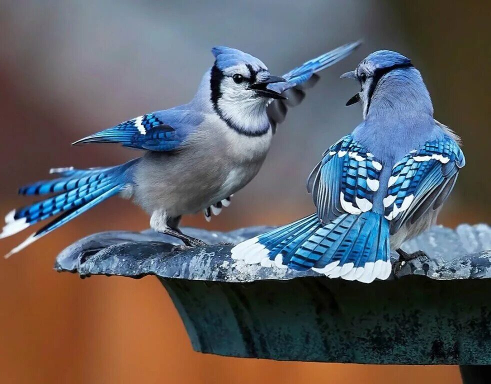 «Голубые сойки». Голубая Сойка самец. Птичка Сойка голубая. Голубая Сойка птицы Северной Америки. J birds