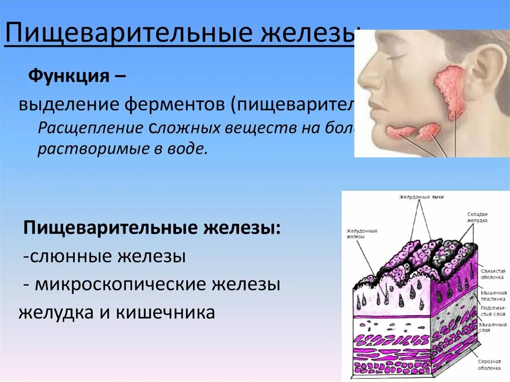 Пищеварительные железы слюнные железы. Функции пищеварительных желез. Слюнные железы в пищеварении. Пищеварительная функция слюнных желез.