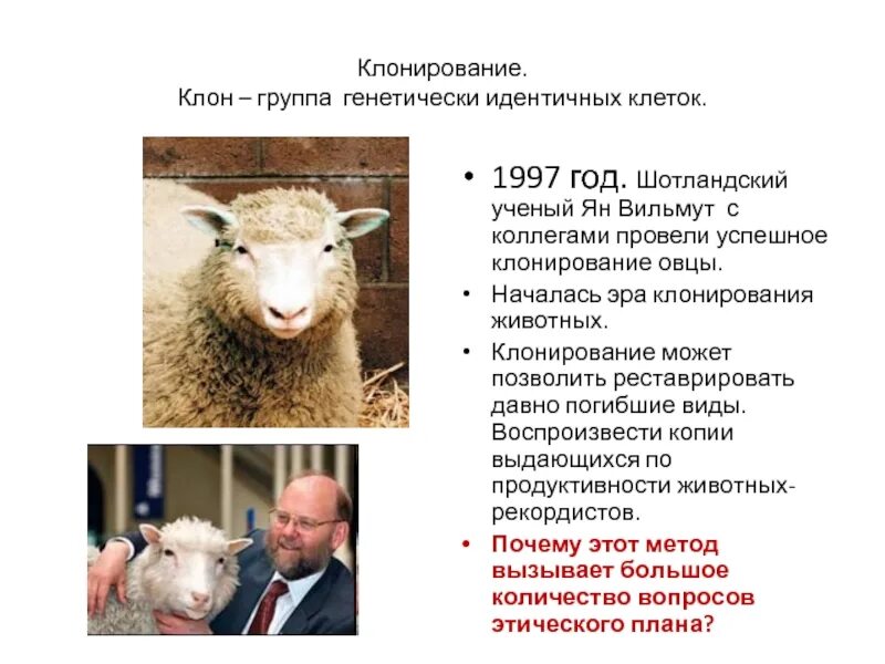 Клонирование информации. Метод селекции животных и растений клонирование. клонирование селекция животных. овечка долли клонирование. клонирование животных кратко.