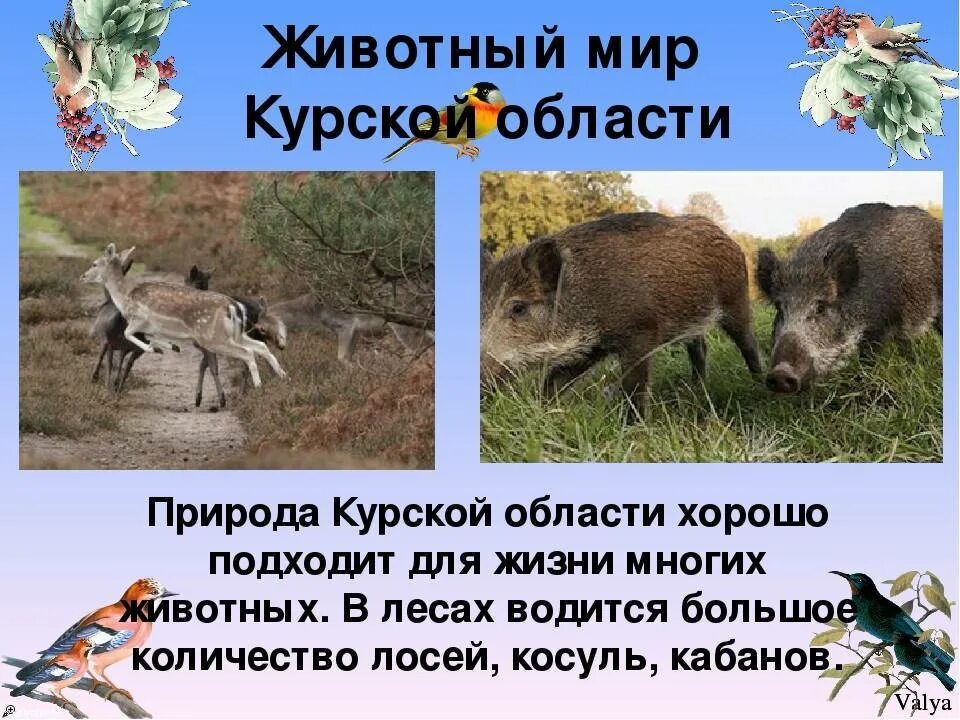 Какие животные обитают в твоей местности. Животные курской области. животный мир курского края. растительный и животный мир курской области. растения и животные курского края.
