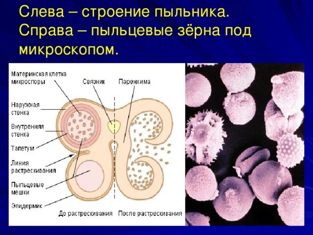 Строение тычинки и пыльцы. Поперечный срез пыльника ТЕКА. Строение тычинки пыльника и пыльцы. Поперечный срез пыльника тычинки. Пыльцевые гнезда пыльника.