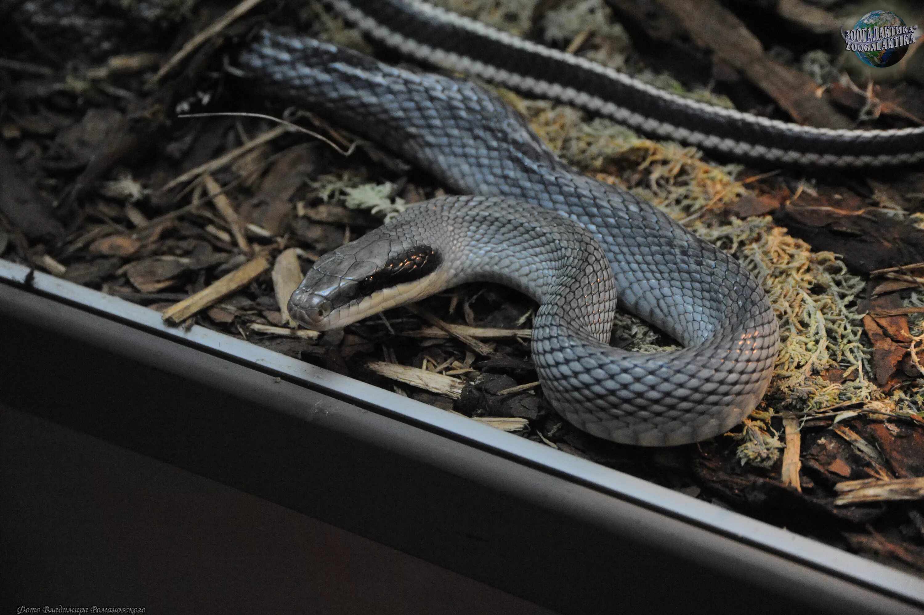 Тонкохвостый полоз. Тонкохвостый полоз (Orthriophis taeniurus). Тонкохвостый полоз Блю Бьюти. Голубой тонкохвостый полоз. Тонкохвостый полоз Ридли.