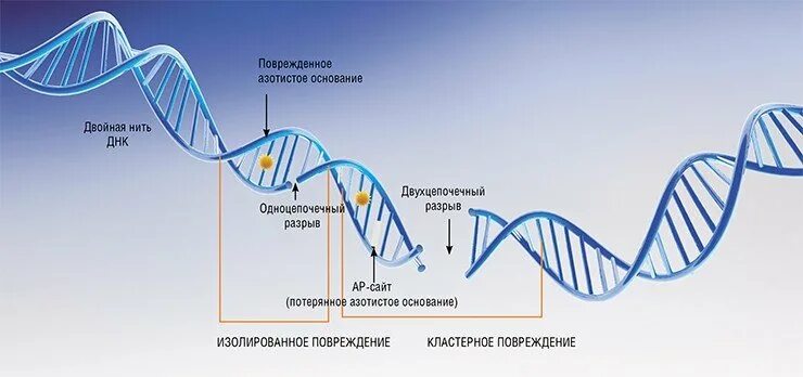 Разрыв ДНК. Двухцепочечные разрывы ДНК. Одиночный разрыв ДНК. Однонитиевой разрыв ДНК.