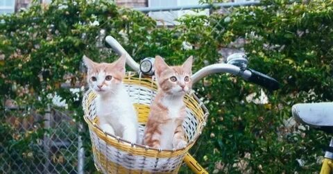 Видимо коты