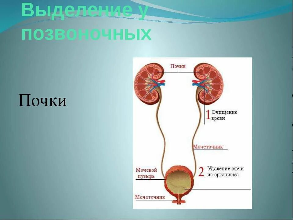 Почему происходит выделения