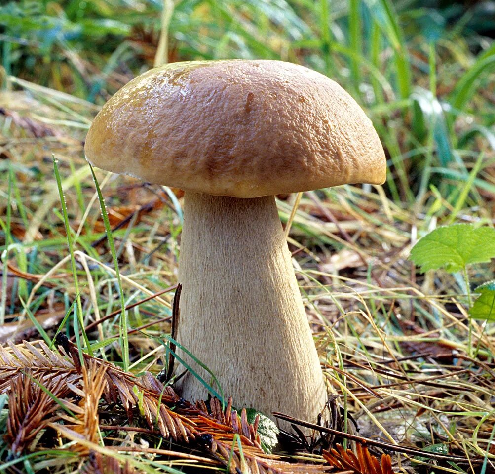 Белый гиб. Ложный Боровик белый гриб. Белый гриб еловый Боровик. Болетус Эдулис. Boletus edulis – белый гриб.