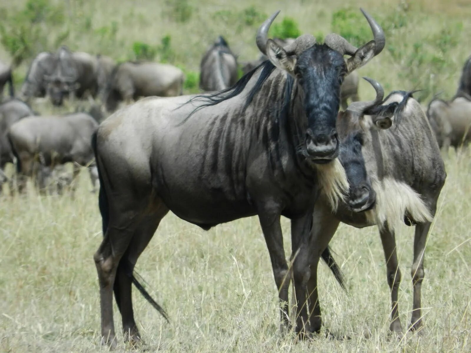 Антилопа гну. Голубая антилопа гну. Африканская антилопа Гни. Wildebeest животное. Животные антилопа гну