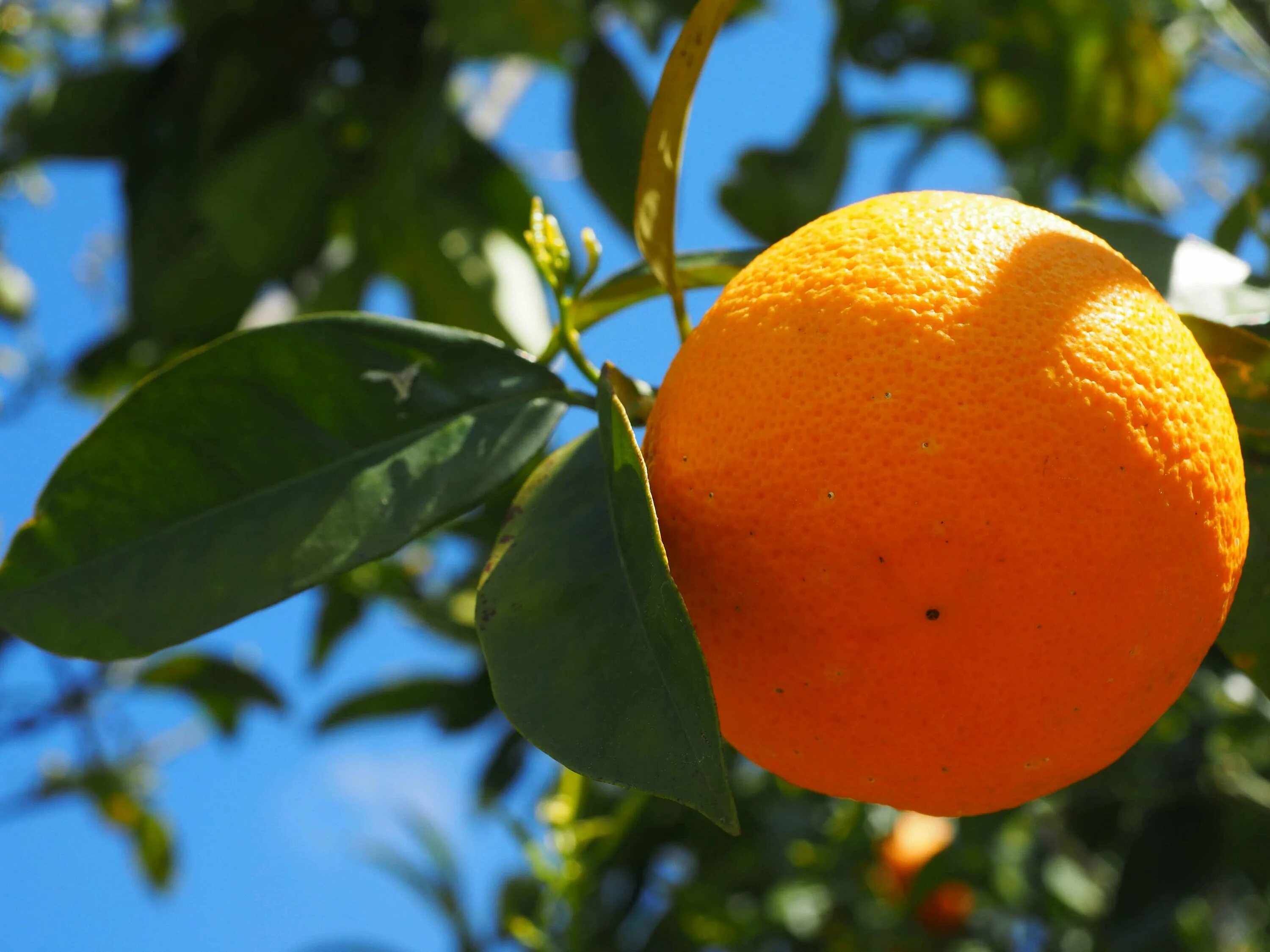 Картинки апельсин. Мандарин померанец. Дерево апельсин грейпфрут мандарин. Буш мандарин. Мандарин Дубеши.