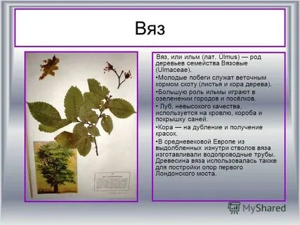 Карагач дерево описание где растет