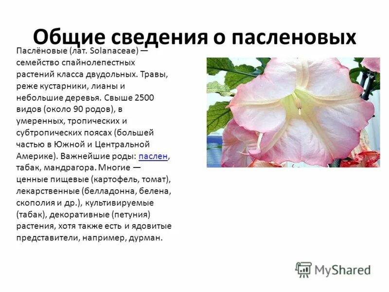 интересные факты о лилии.