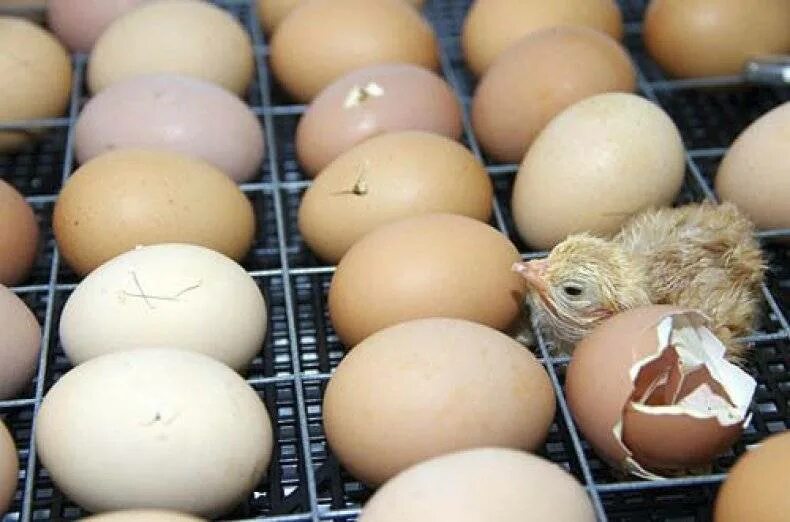 Вылупляются цыплята что делать дальше. Инкубатор для яиц. Инкубационные цыплята. Инкубационное яйцо. Цыплята в инкубаторе.