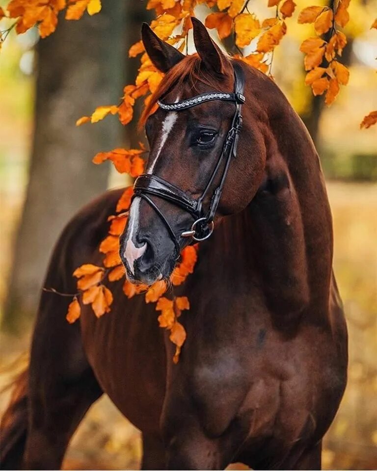 Лошади. Картинки лошадей. Красивые лошади на фоне осени. Картинки лошадей красивые.