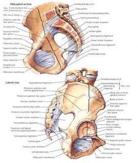 Tuberculum pubicum