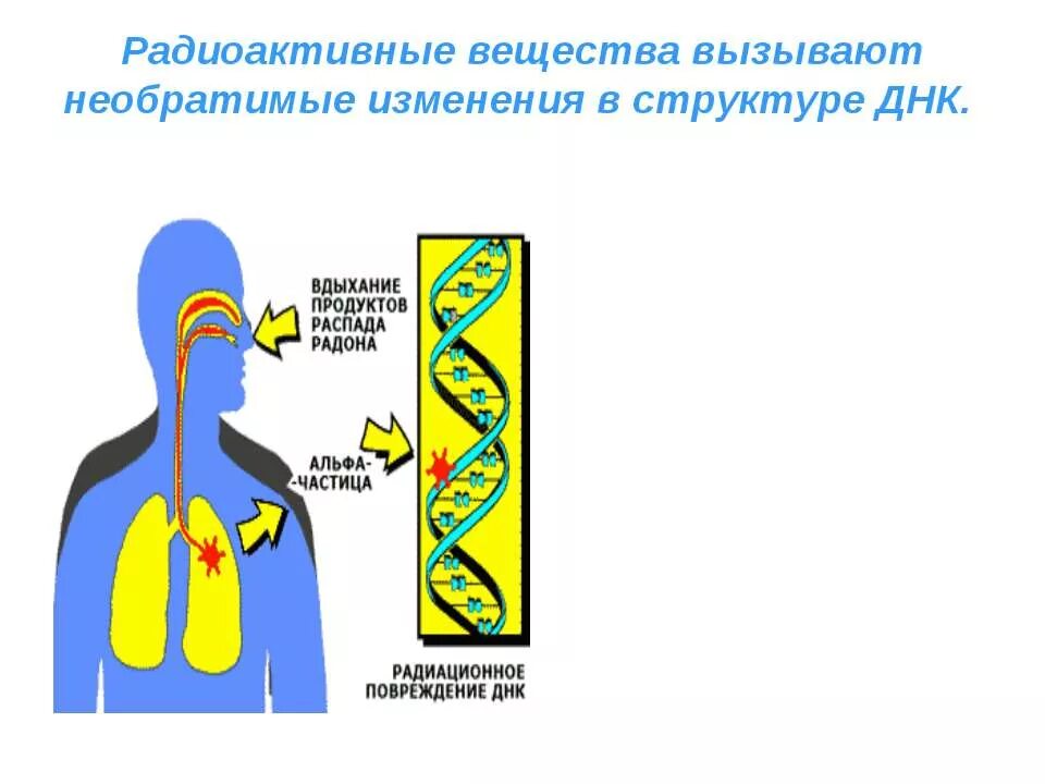 Когда появились первые в мире радиоактивные вещества. Пути поступления радиоактивных веществ в организм человека. Пути попадания радиоактивных. Радиоактивные соединения. Радиоактивное вещество биосферы.