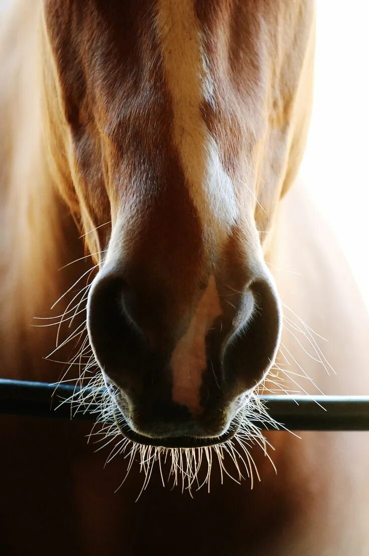 Horse Stock: Yawning 2 by thevirtualgaucho on DeviantArt Horses, Animals, Yawnin