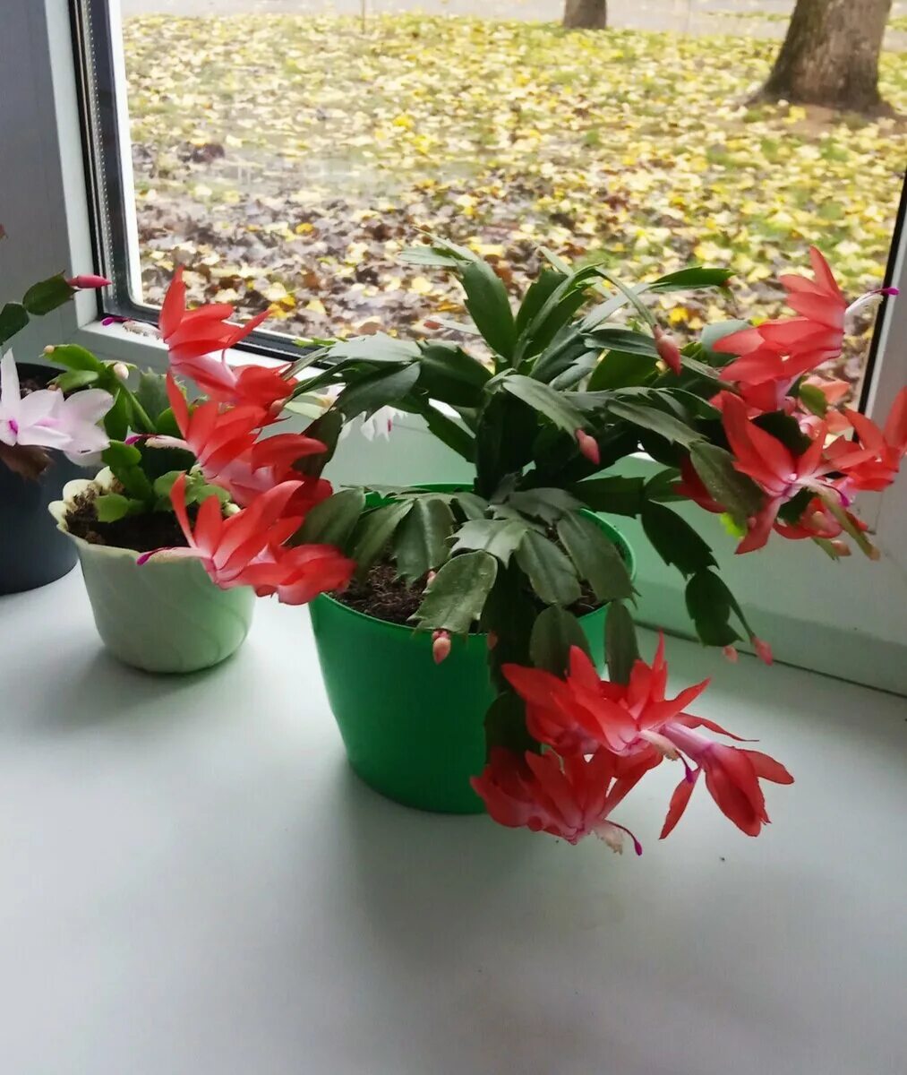 условия цветения декабриста. условия цветения декабриста. зигокактус. шлюмбергера и декабрист отличия. зигокактус декабрист рождественник.