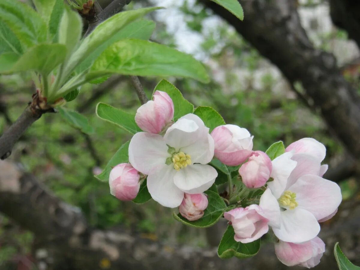 Яблоневый цвет (malus domestica). Цветение яблоня либерти. Яблони в цвету. Яблоневый цвет. Ветка яблони в цвету.