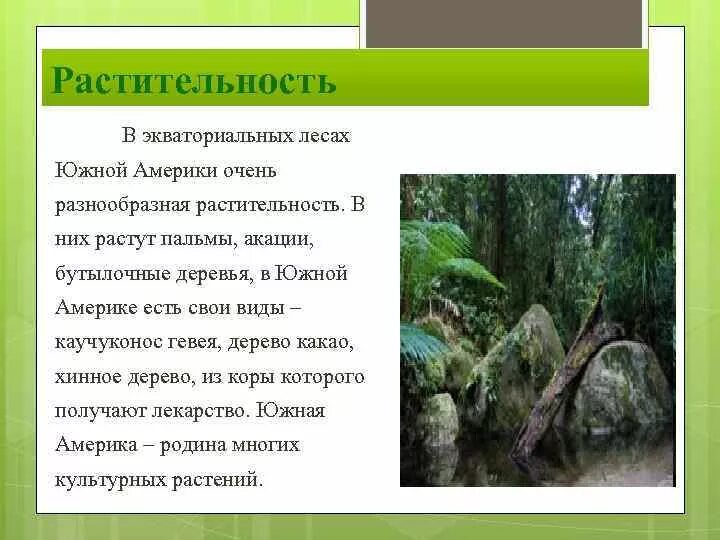 Природная зона влажные экваториальные леса особенности климата. Влажно экваториальные леса растительный мир Южная Америка. Растительность Южной Америки экваториальный пояс. Растения влажных экваториальных лесов Южной Америки. Влажный экваториальный лес Южной Америки животные.