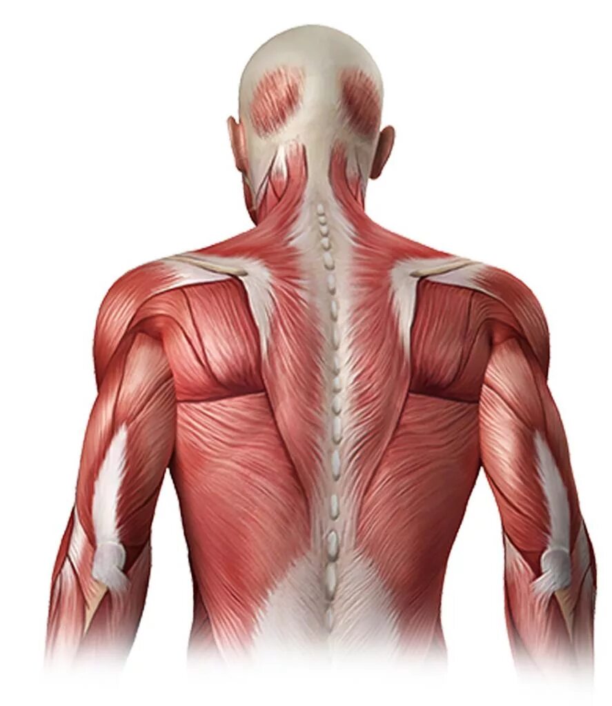 Мышца выпрямитель позвоночника. Выпрямитель спины мышца. Трапециевидная мышца. Мышцы под лопаткой.