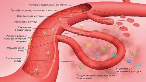 Рост сосудов