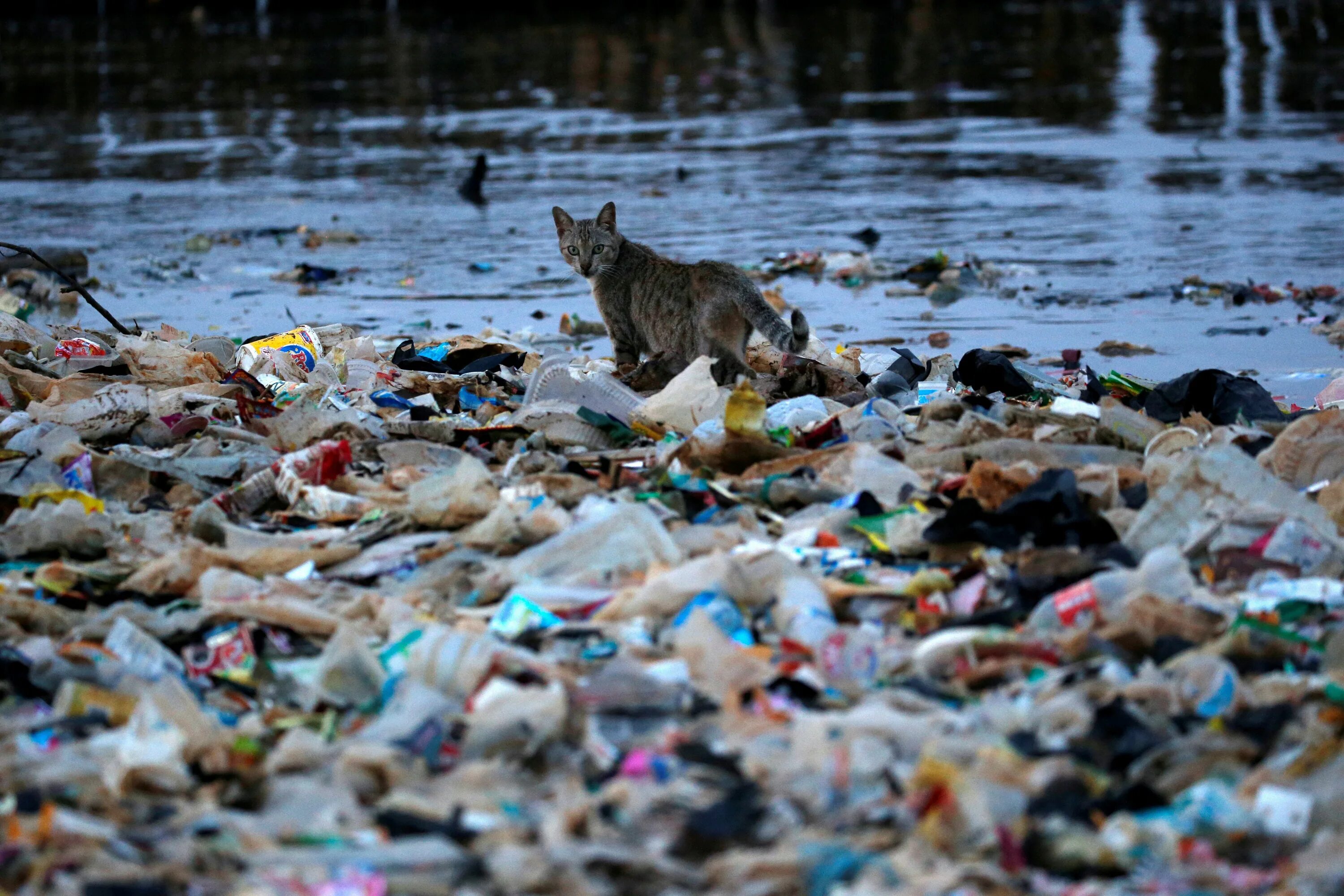 Plastic animals. Пластик загрязняет природу. Загрязнение природы пластиком. Загрязнение природы мусором. Загрязнение природы животные.