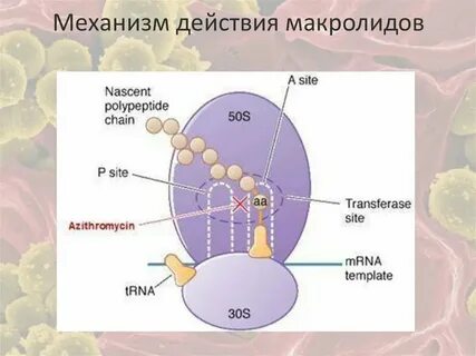 Белок содержится в клетках