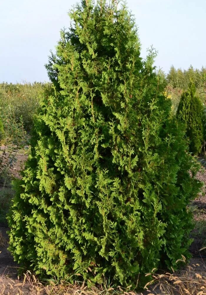 Туя Спиралис. Туя Западная Спиралис. Туя Западная (Thuja occidentalis). Туя Западная Брабант.