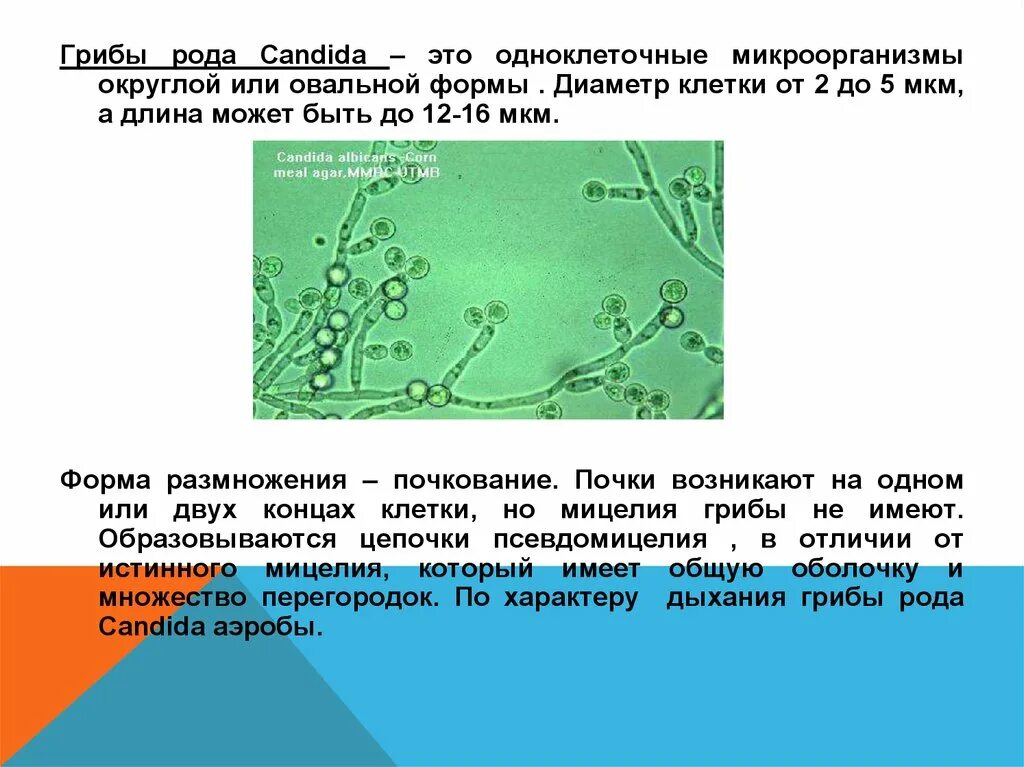 Кандида ниже порогового значения у мужчин что. Грибки рода Candida микробиология. Дрожжеподобные грибы Candida. Грибы кандида альбиканс морфология. Candida albicans мицелий.