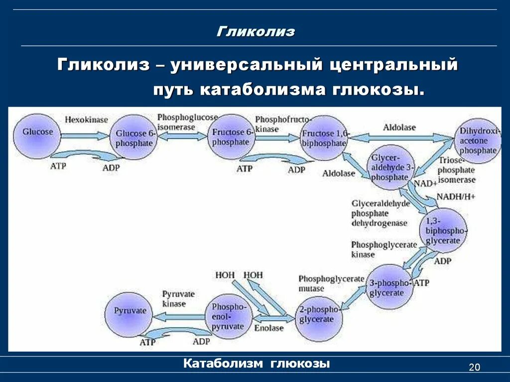 Катаболизм Глюкозы. Гликолиз.. Гликолиз - основной путь катаболизма Глюкозы. Различие процессов катаболизма Глюкозы. Этапы катаболизма Глюкозы. Этап катаболизма глюкозы