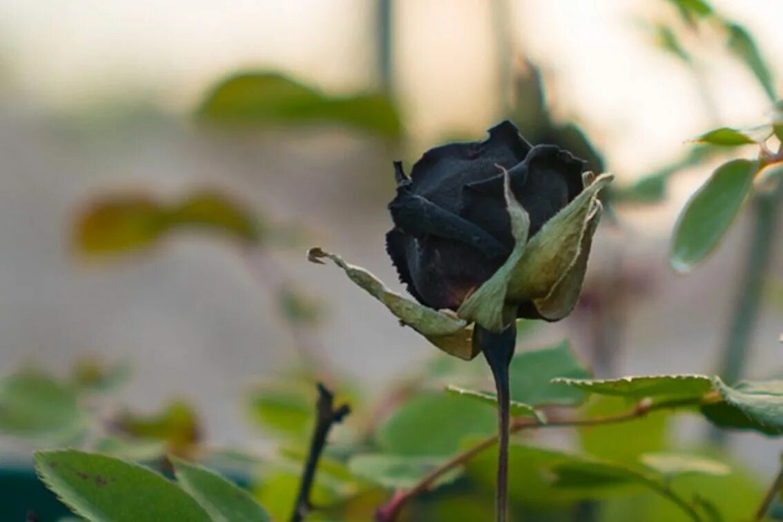 Черные розы Халфети. Халфети Турция черные розы. Кусты чёрных роз.