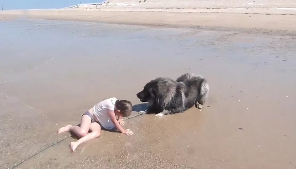 Собака спасатель порода водолаз. Собака спасает ребенка из воды. Собака спасает девочку. Собака спасатель в снегу. Собака спасает девочку.