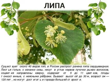 Лист липы описание