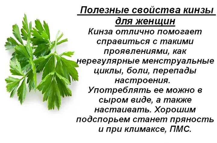 Укроп вред для организма. Кинза трава полезные. Чем полезна кинза. Чем полезна кинза для организма. Полезная зелень для организма.