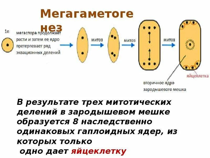 Гаметогенез и спорогенез. Гаметогенез у высших растений. Спорогенез покрытосеменных. Микроспоры и мегаспоры. Гаметогенез у покрытосеменных растений.