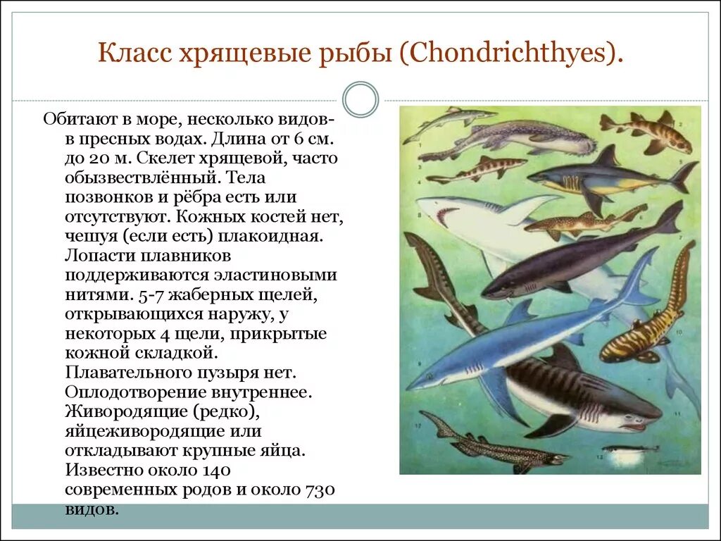 Систематические группы хрящевых рыб. Хрящевые рыбы. Класс хрящевые рыбы. Отряды и представители хрящевых рыб. Назовите классы рыб