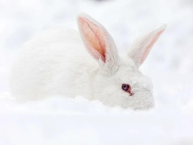 Год кролика белый и пушистый. Белый пушистый заяц с новым годом. Год зайца фото. Пушистые зайчики 2023.