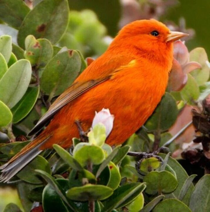 Pin on Kuşlar Beautiful birds, Birds, Bird photography