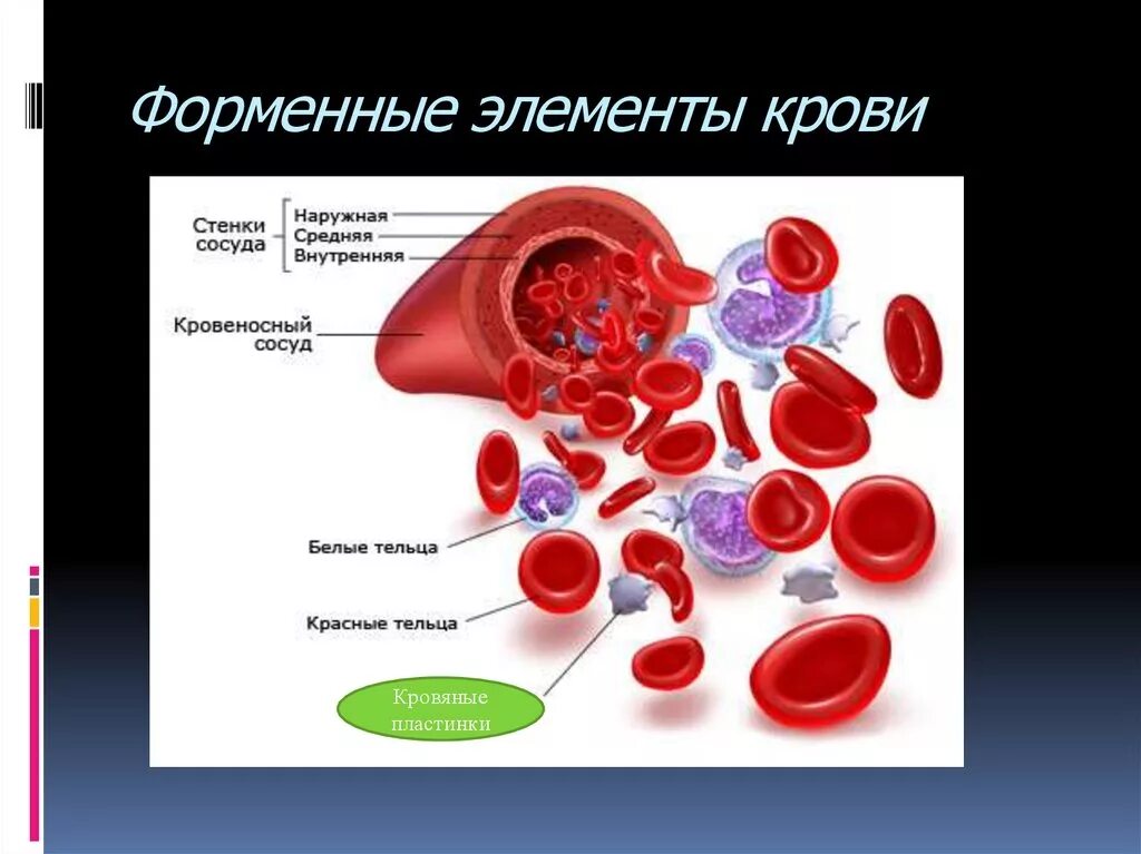 Форменные элементы крови. Ферментные элементы крови. Форменныеиэлеиенты крови. Фирменныеэлементыкрови.