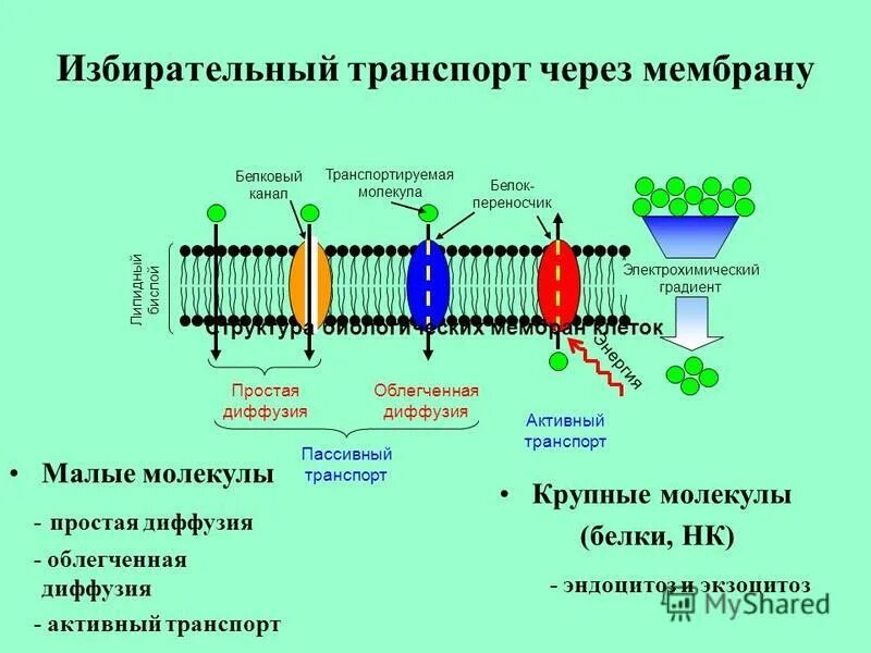 Механизмы транспорта веществ через клеточную мембрану. Типы транспорта веществ через клеточную мембрану. Активный и пассивный транспорт веществ через мембрану. Механизм транспорта воды через клеточную мембрану:.