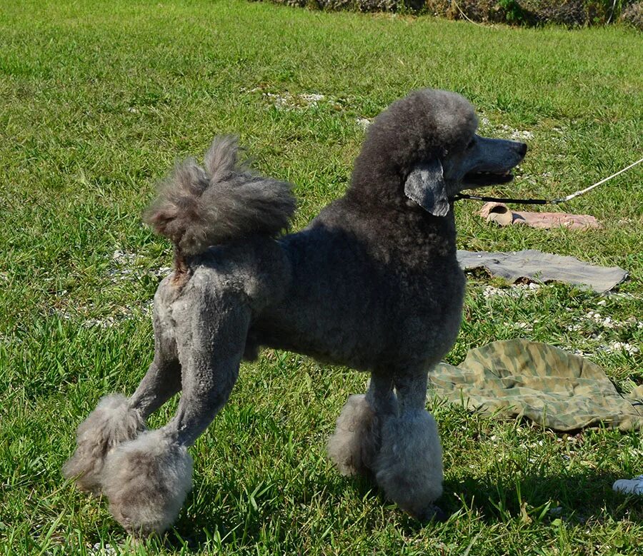 серый пудель. малый королевский пудель. карликовый пудель серый. голубой королевский пудель. серый пудель.