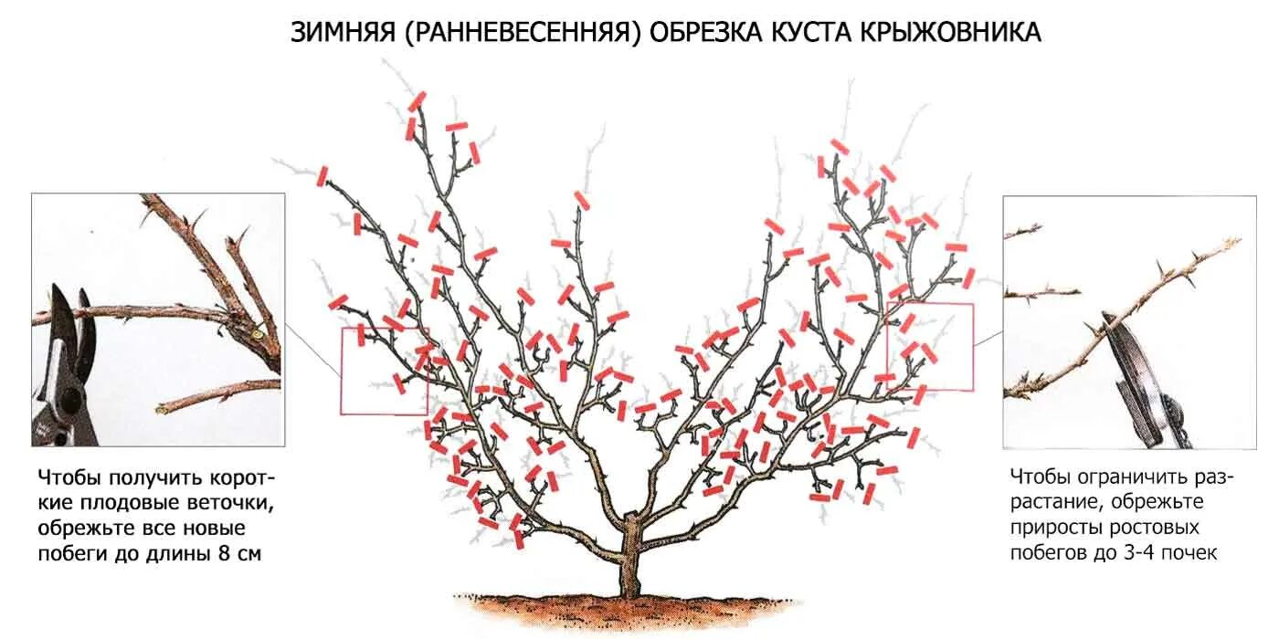 Обрезают ли крыжовник. Схема обрезки крыжовника осенью. Обрезка крыжовника весной схема. Весенняя обрезка крыжовника. Схема обрезки куста крыжовника.